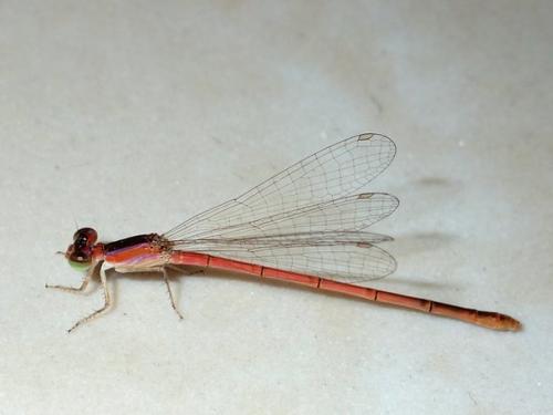 Agriocnemis pygmaea